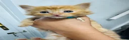 Maine Coon cats for sale: 2 beautiful cross kittens looking for loving homes - Advert 3