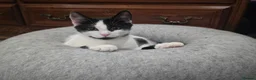 Turkish Angora cats for sale: Black pearl girl and charming boy waiting for you. - Advert 16