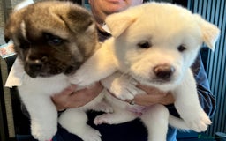 Akita dogs for sale: 4 Chunky American Akita puppies  - Image 3