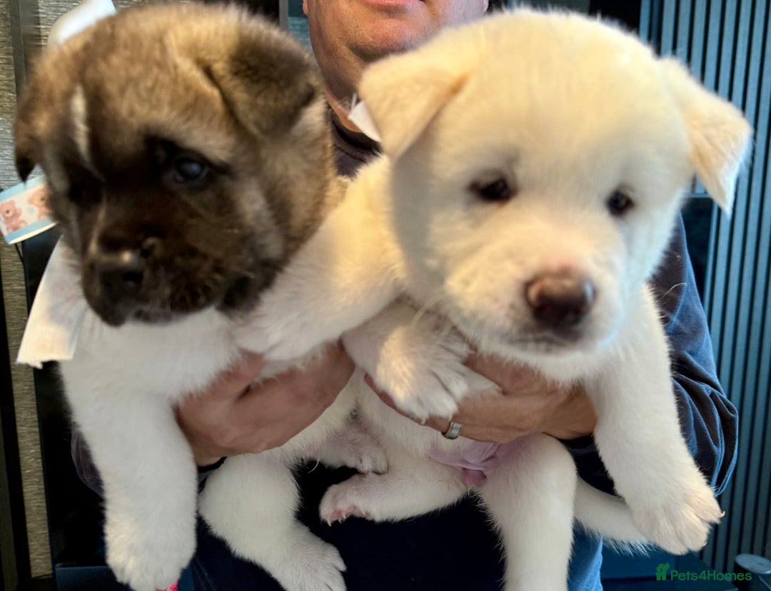 Akita dogs for sale: 4 Chunky American Akita puppies  - Image 3