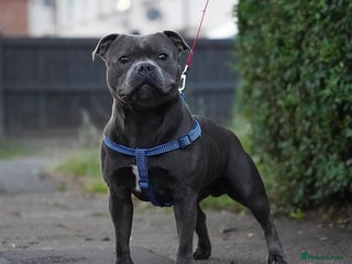 Staffordshire Bull Terrier dogs in Crewe - Advert 13