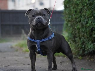 Staffordshire Bull Terrier dogs EXCEPTIONAL STUD. (litter brother to boss) in Crewe - Advert 2