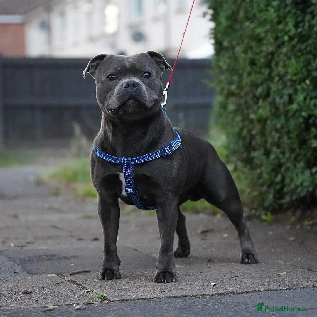 Staffordshire Bull Terrier dogs for stud: EXCEPTIONAL STUD. (litter brother to boss)  in Crewe - Advert 1