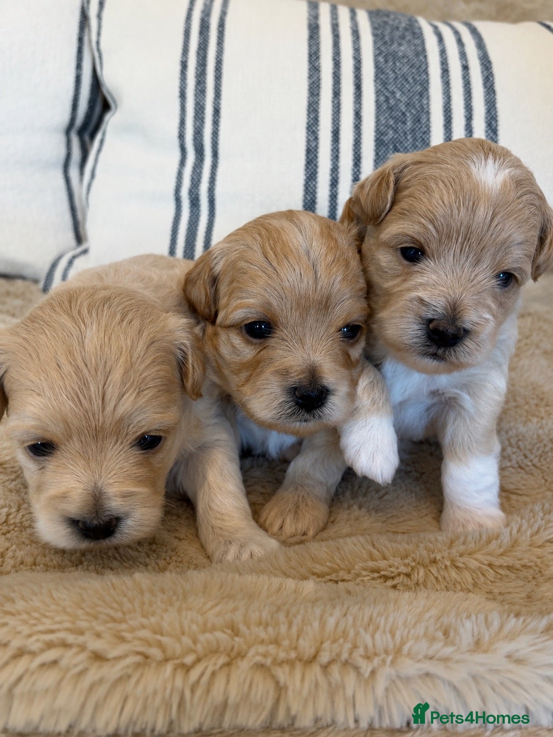 Maltipoo dogs Beautiful Toy Maltipoo puppies - Advert 2