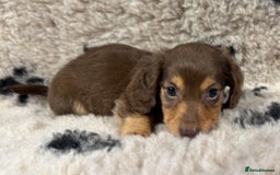 Miniature Dachshund dogs for sale: Miniature dachshund - Image 7