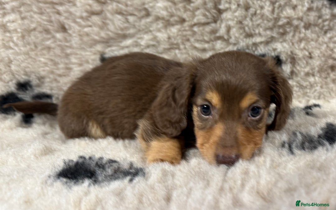 Miniature Dachshund dogs for sale: Miniature dachshund - Image 7