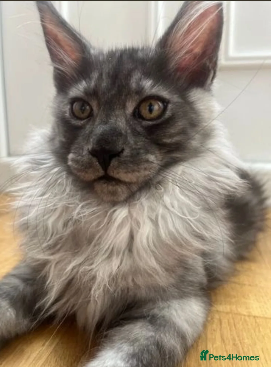 Maine Coon cats for stud: Maine Coon Stud (Russian line) in NOTTINGHAM  - Advert 9