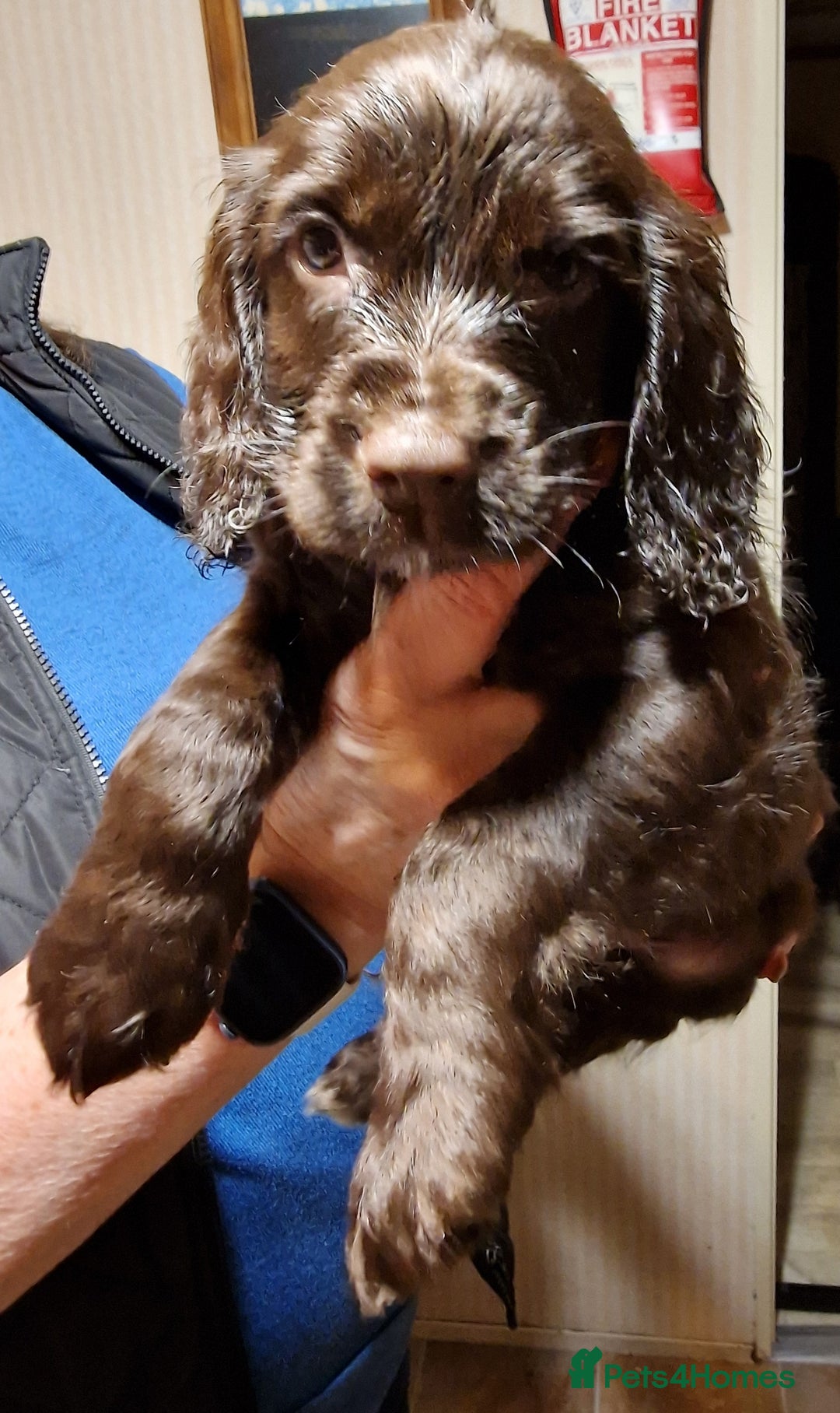 Cocker Spaniel dogs for sale: Working cocker spaniel puppies - Image 6