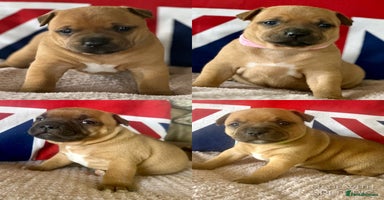 Staffordshire Bull Terrier dogs - Advert 2