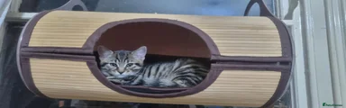 British Shorthair 2