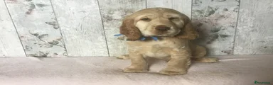 Cocker Spaniel 2