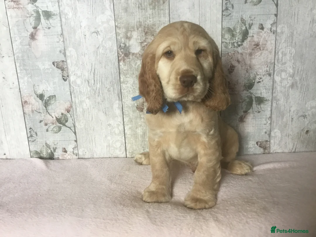 Cocker Spaniel dogs for sale: KC reg Cocker pups - Advert 20