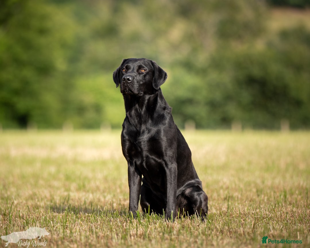 Labrador Retriever dogs for stud: For Stud Black Labrador in Tiverton - Image 1