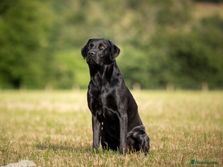 Labrador Retriever dogs in Tiverton - Advert 15