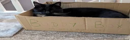 Domestic Shorthair cats for sale: Buddy & Ozzy - Two Cats Seeking Their Perfect home - Advert 5