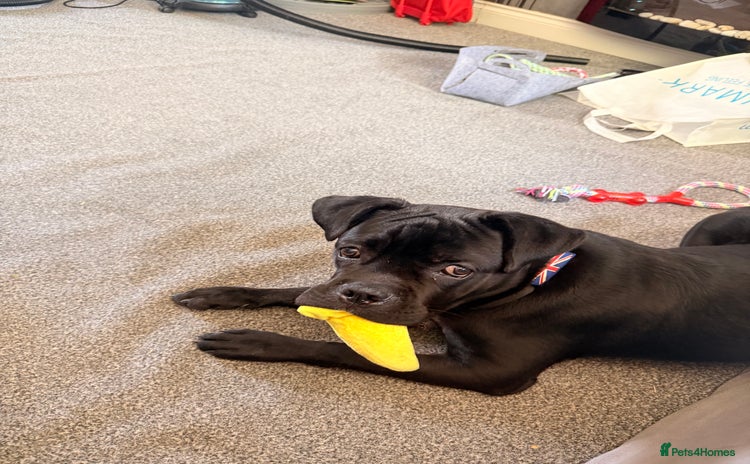 Cane Corso dogs - Advert 2