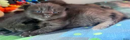 Ragdoll cats for sale: Ragdoll cross Persian kittens  in Leominster - Advert 7