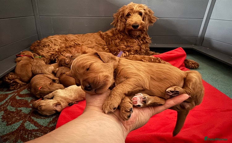 Goldendoodle dogs - Advert 2