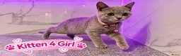 British Shorthair cats for sale: 🐾 Beautiful British Blue Kittens Available! 🐾💙 - Advert 25