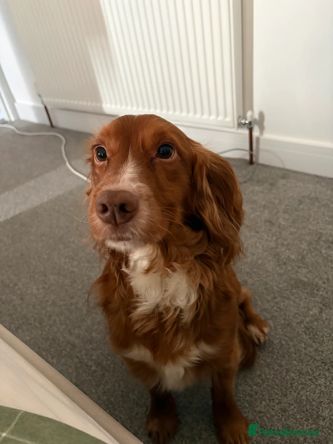 Cocker Spaniel dogs for sale: 4yr Old Loving Cocker Spaniel – Jasper in Sheffield - Advert 2