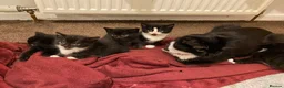 Mixed Breed cats for sale: Kittens for sale in Falkirk - Advert 8