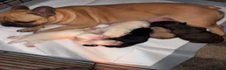 Frug dogs for sale: 6 beautiful Frug Puppies  - Advert 1