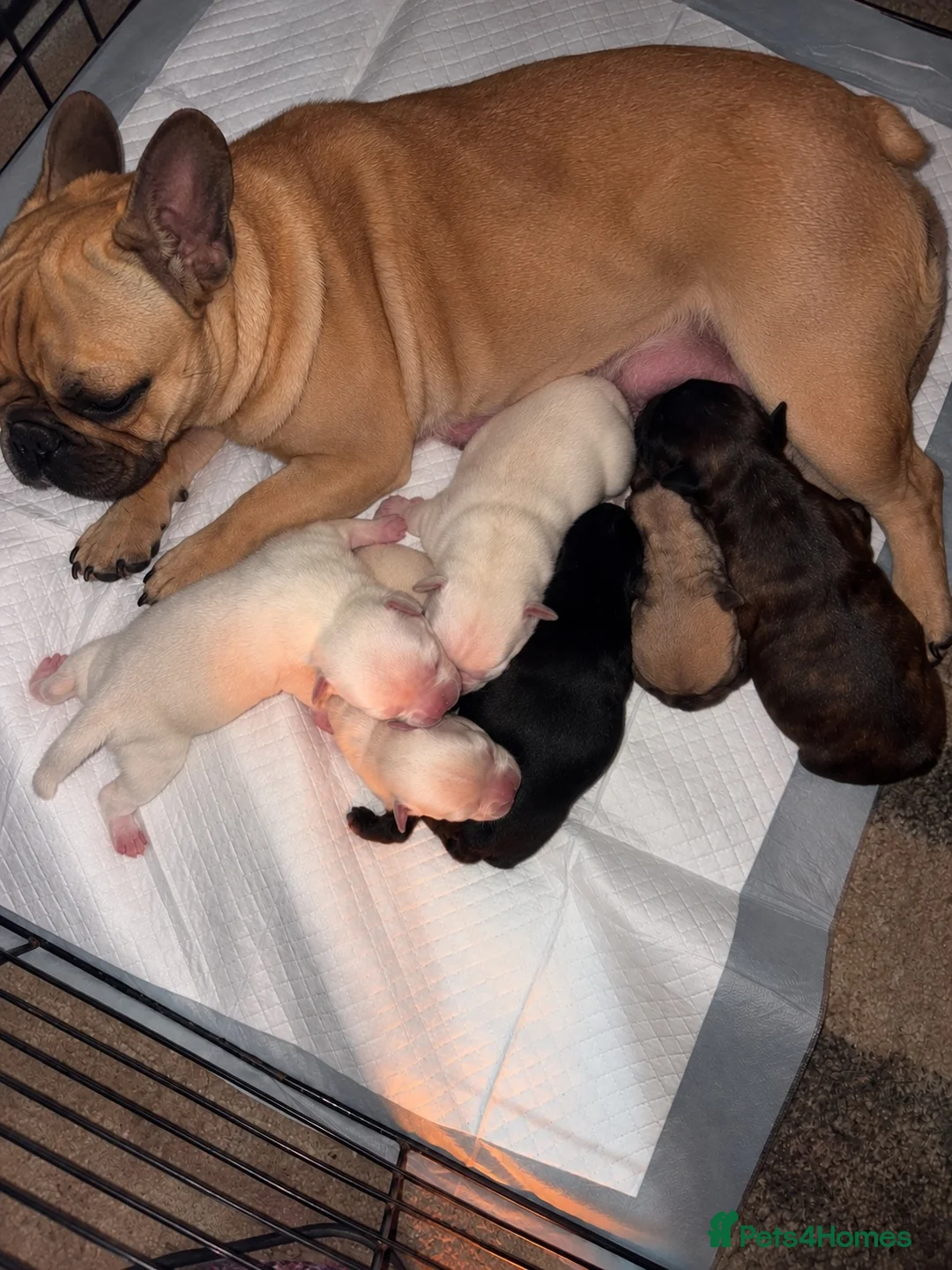 Frug dogs for sale: 6 beautiful Frug Puppies  - Advert 1