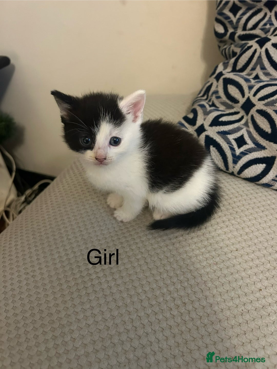 Domestic Shorthair cats for sale: 5 Beautiful Kittens - Advert 3