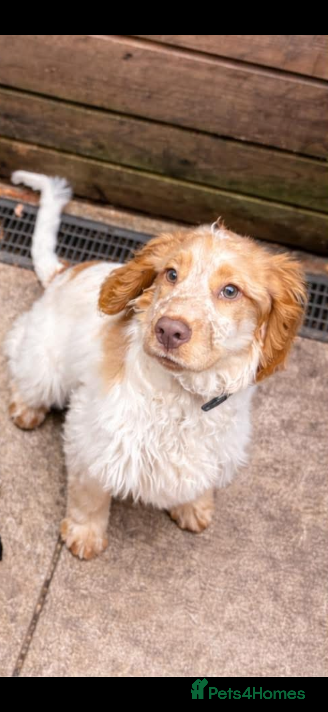 Cocker Spaniel dogs for sale: Beautiful cocker spaniel boy  6 months old  - Advert 2