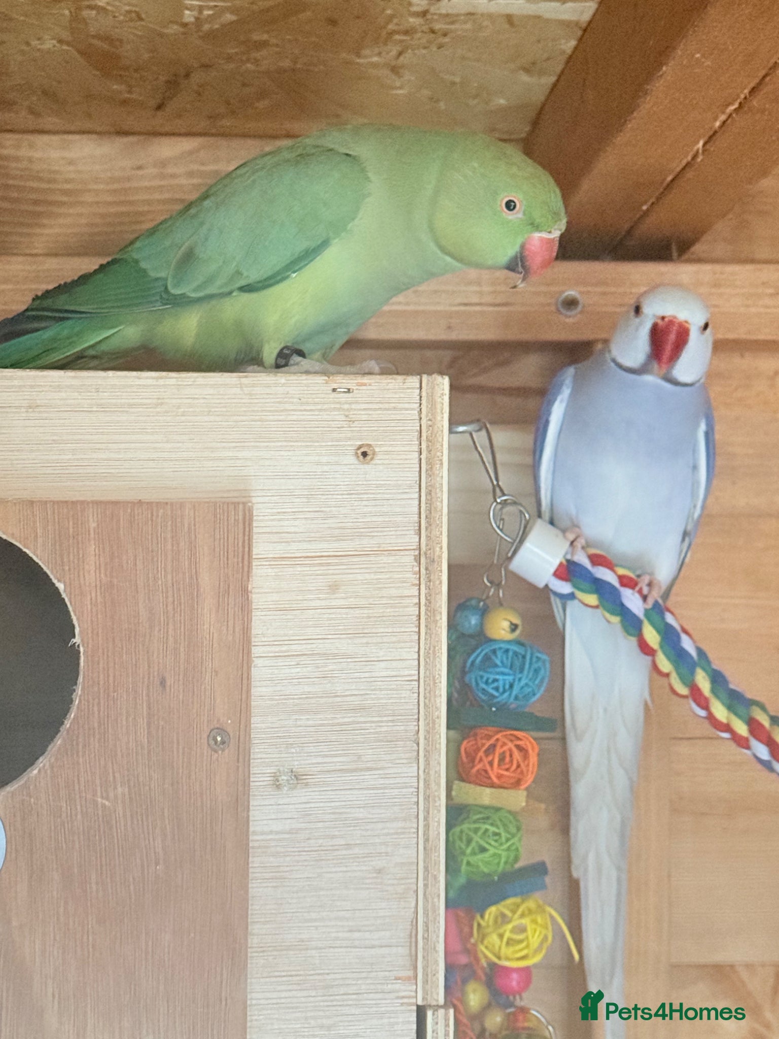 Ringnecks birds Pair of ring necks  - Advert 1