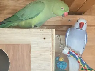 Ringnecks birds Pair of ring necks - Advert 1