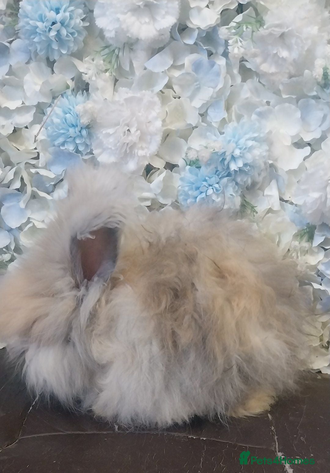 Angora rabbits Beautiful Angora boys x 2  - Advert 2