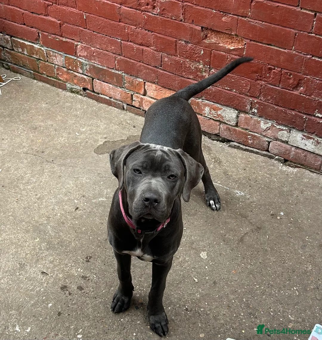 Cane Corso dogs for sale: CANE CORSO BLUE FEMALE PUPPY 4 MONTHS OLD - Advert 2