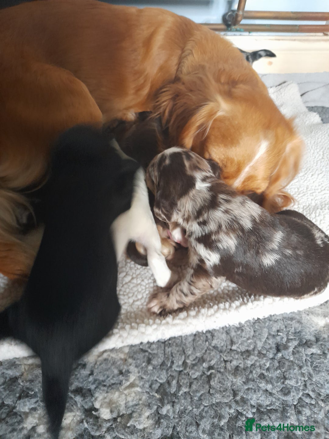 Sprocker dogs for sale: Gorgeous Merle Sprockers.  - Image 9