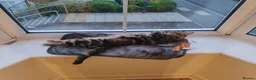 Mixed Breed cats for sale: Beanie in Nuneaton - Advert 12