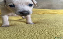 Italian Greyhound dogs for sale: Tiny cream and white Italian Greyhound boys - Image 4