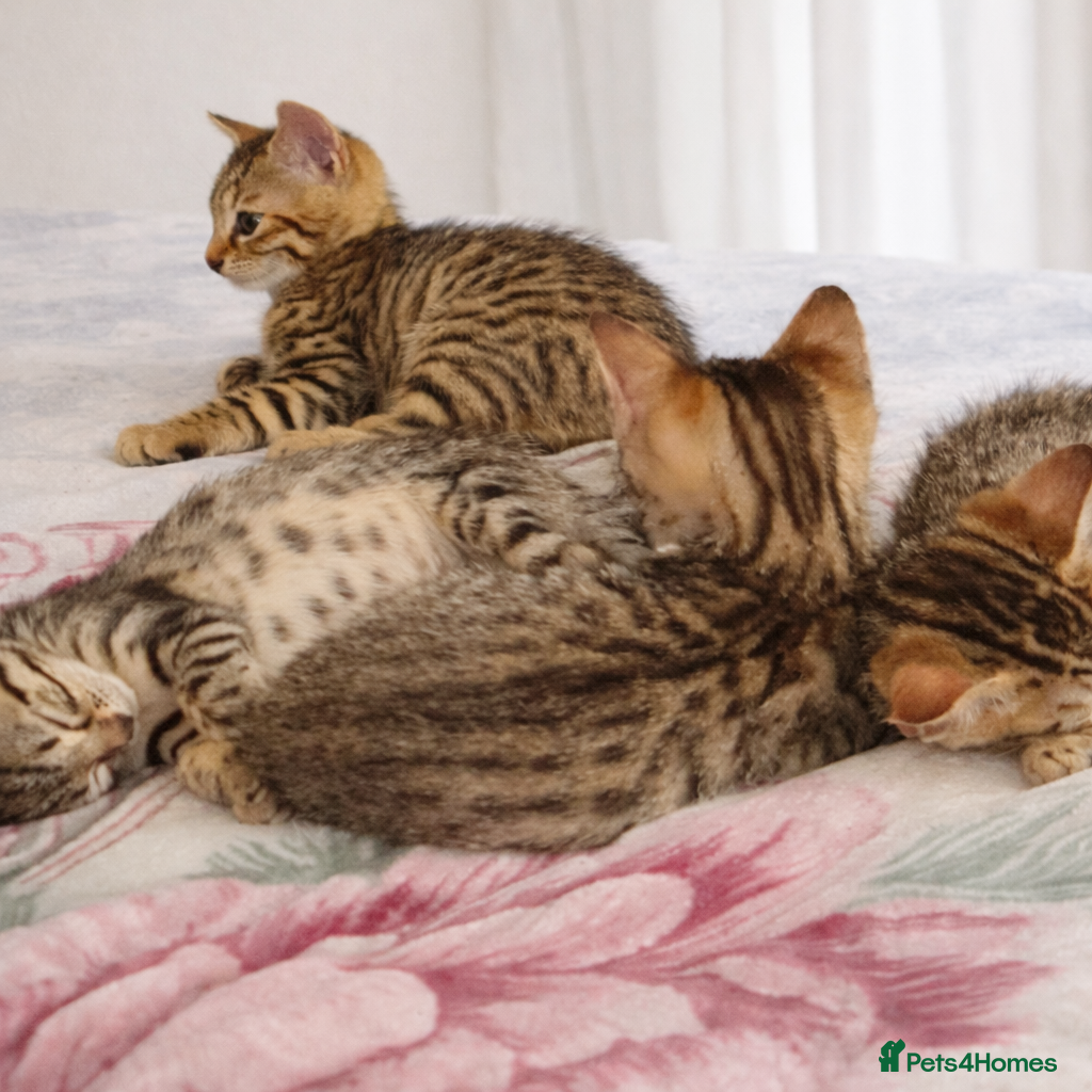 Mixed Breed cats Bengal Cross Kittens – Ready End of April - Advert 15