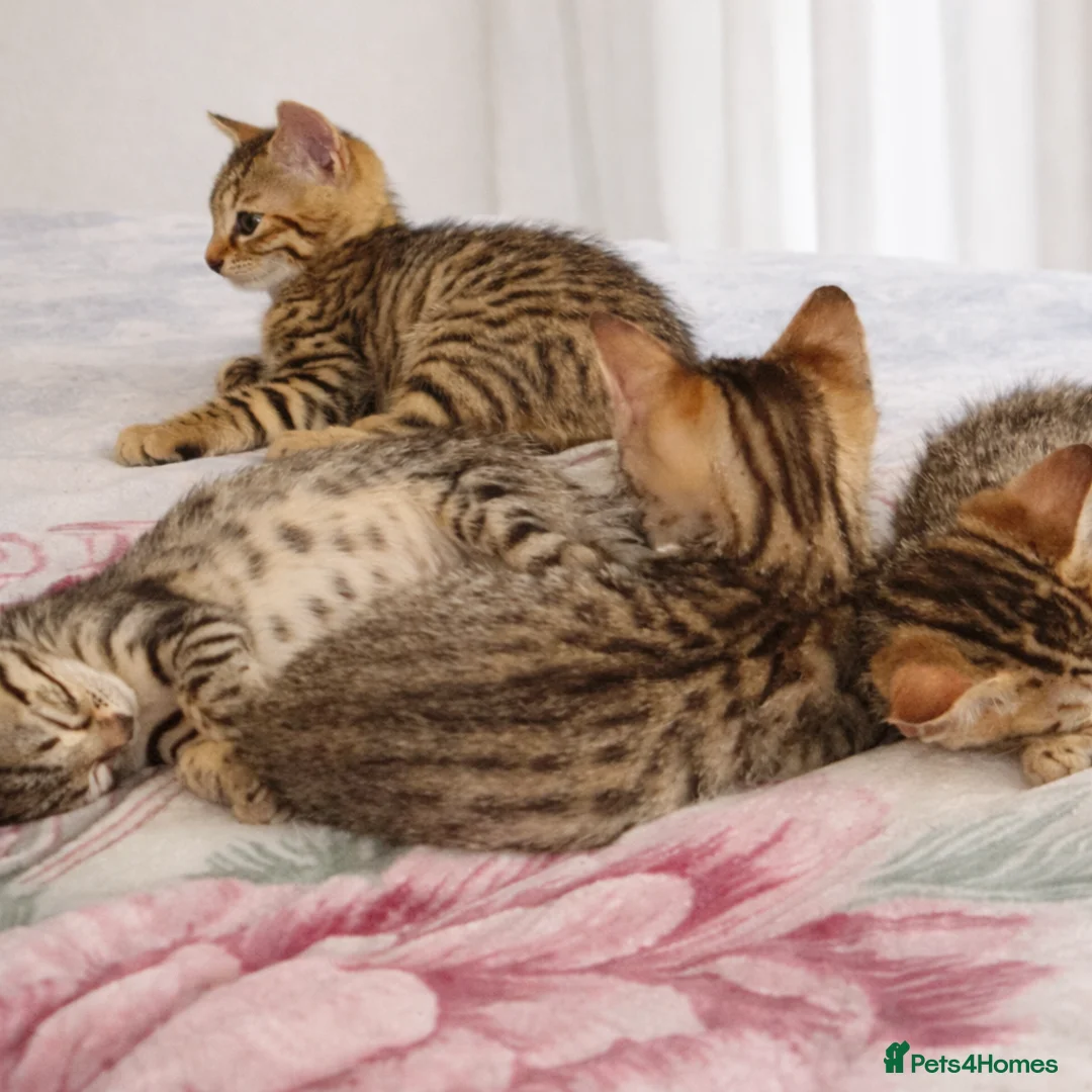 Mixed Breed cats for sale: Bengal Cross Kittens – Ready End of April - Advert 2