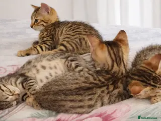 Mixed Breed cats Bengal Cross Kittens – Ready End of April - Advert 1