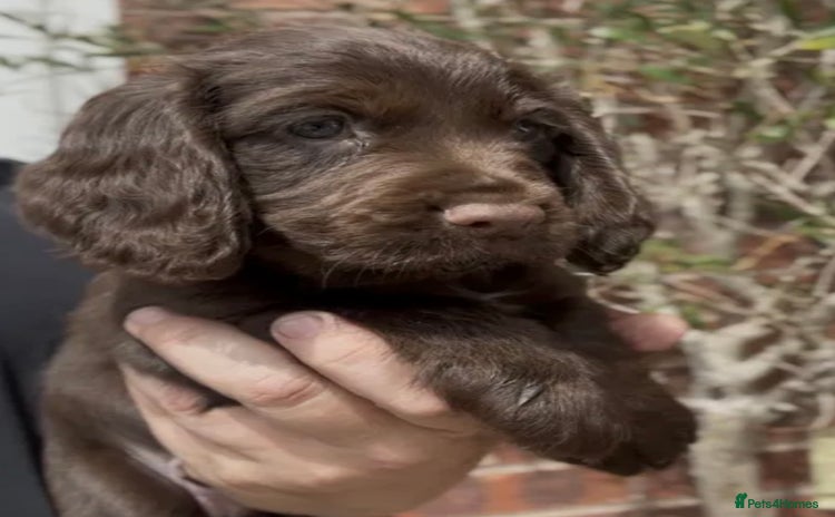 Cocker Spaniel dogs - Advert 15