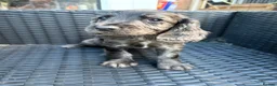 Sprocker dogs for sale: Sprocker puppies  - Advert 11