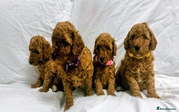 Miniature Poodle dogs for sale: MINIATURE POODLE PUPPIES.   - Advert 6