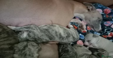 Whippet dogs - Advert 3