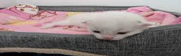 Ragdoll cats for sale: Adorable little Ragdolls  - Advert 14