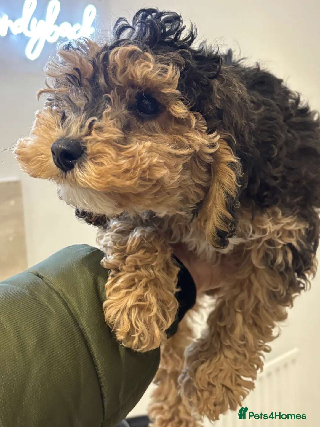 Cockapoo dogs for sale: Toy cockerpoo  - Advert 2