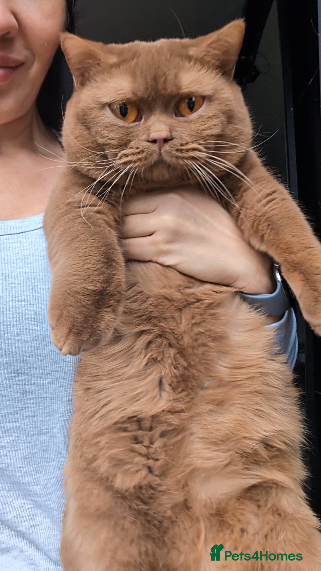 British Shorthair cats for stud: 💦CINNAMON🩸Blood B❣️GCCF & TICA 💙STUD only  - Advert 2