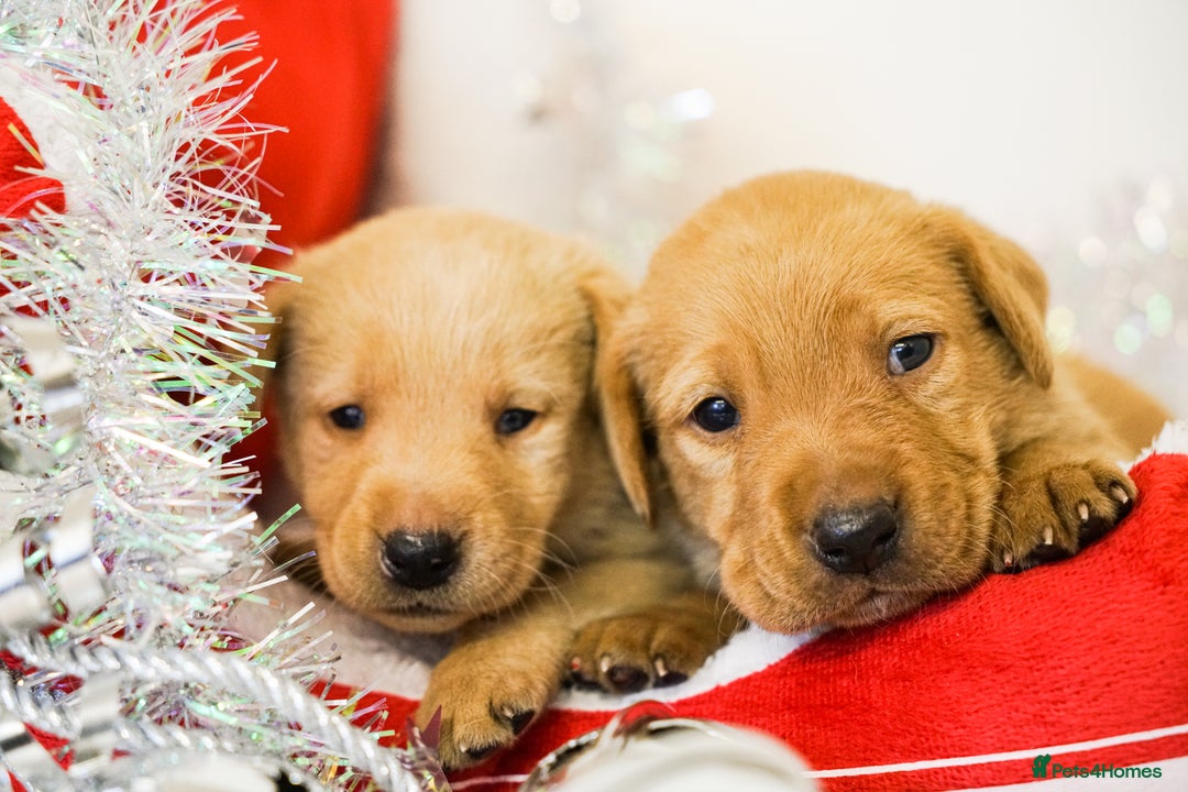 Labrador Retriever dogs for sale: Gorgeous Fox Red & Yellow Labrador Puppies - Advert 10