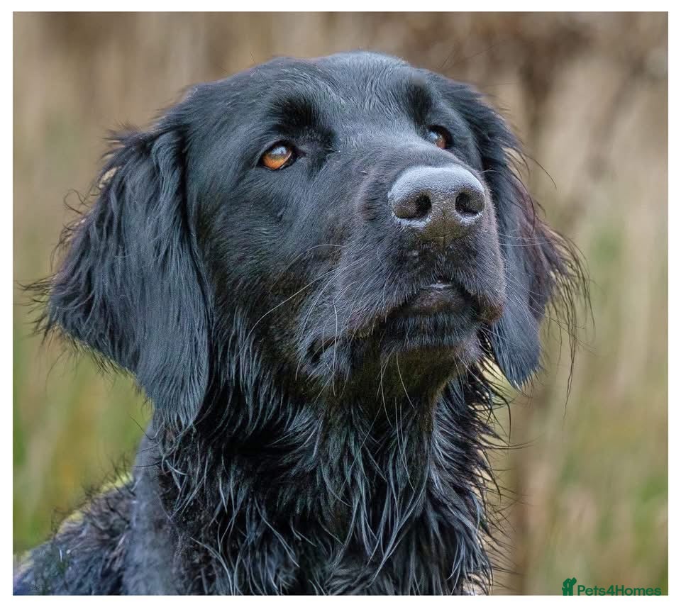 Flat coated Retriever dogs for sale: Flat Coated Retrievers - Advert 1