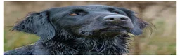 Flat coated Retriever dogs for sale: Flat Coated Retrievers in Insch - Advert 1
