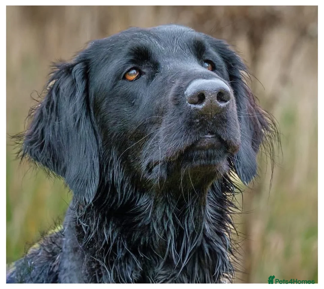 Flat coated Retriever dogs for sale: Flat Coated Retrievers in Insch - Advert 1